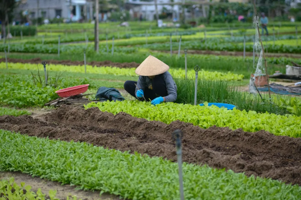 Bà con chọn mua nông sản
