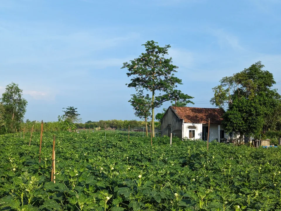 Đang chăm sóc vườn ươm